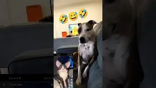 #fun #pets #привет