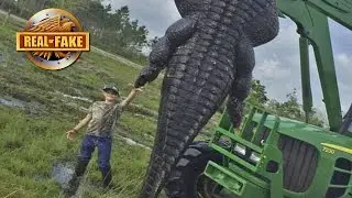 Record Size GIANT ALLIGATOR - Real or Fake?