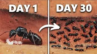 Maine 30 Dinon Tak Ant Colony Simulate Kiya!