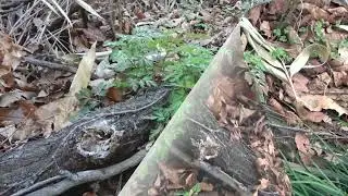 ムラサキケマン/Corydalis incisa 12_240319_ガイコツ山