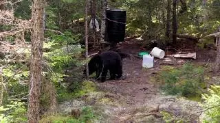SEASON 14   BEARS, BOWS AND BUGS