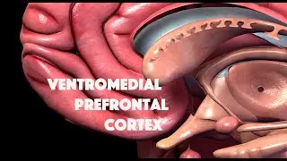 Ventromedial Prefrontal Cortex