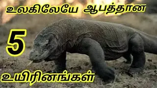 Top 5 dangerous animals 🐵🐔🐶🐷 in world in tamil