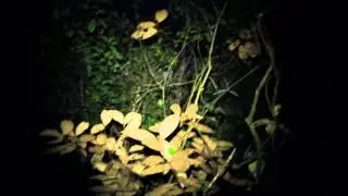 Night Monkeys at the Manu Learning Centre #rainforestjournalist