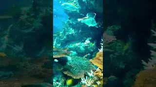 S.E.A Aquarium #shorts #seaaquarium #seaaquariumsingapore