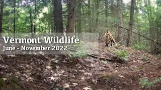 Vermont Wildlife Trail Camera June - November 2022