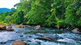 Relaxing River Sounds in the Forest 🌿 Natural White Noise Ambience
