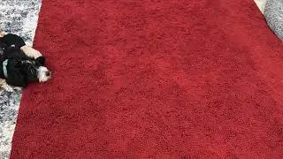 10ft Long Muddy Mat Runner Review! 🐾💦 Best for Hallways