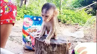 Baby Monkey Janny  waiting Mom /Mom help laundry dress for Janny