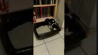 junge katze tuvok nach dem kacken