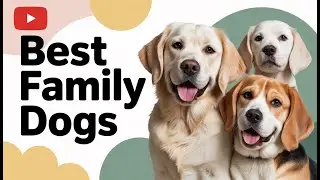 Looking for a Family Dog? These 5 Breeds Are Perfect. 