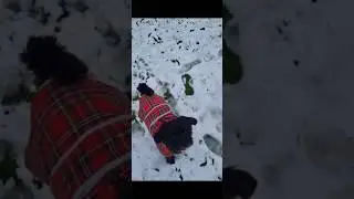 Oreo out in the snow. #dog #dogs #animals #dogslife #fyp #shorts