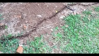 Ant March