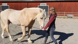 Dressage in Liberty from the ground Jonna & Bubble