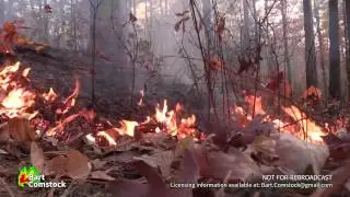 Rough Ridge Forest Fire in NW Georgia (Nov 15th, 2016)