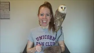 How to prevent territorial behaviour in your owl