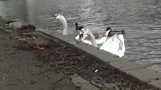 Feeding Time #muteswans #muteswancygnets #muteswan #muteswancygnet #swan #cygnet #waterbirds