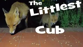 The Littlest Cub, Fox sounds, Lots of Fox chatter