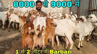 Shakeel Barbari Goat Farm Mathura UP#bakripalankaisekre#farming#goatfarming #goatfarming#beetalgoat