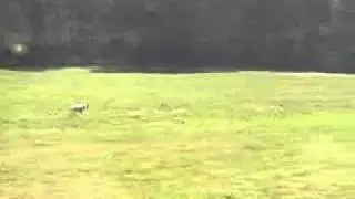 Pink, American Bulldog, UKC Lure Coursing - Coursing Aptitude Test