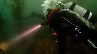 A really awesome dive light - OrcaTorch D550 #scubadiving #scuba #underwaterworld