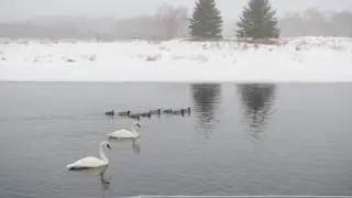 Bird Photography In A Park