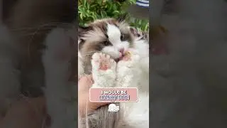 Paws Infection On Cats! 🙀😿