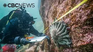 After a decade of death, Canadian scientists say they've found the sea star killer
