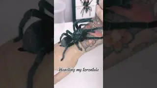 Tarantula handling done correctly! #pets #exotic #tarantula #fyp #brazil #uk #spider #shorts #wow