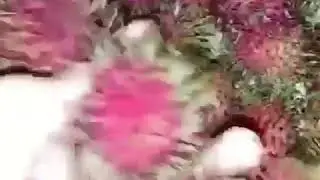 Lychee