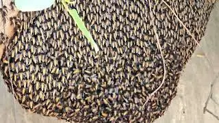 Bee honey, amazing giant honey bee cumb at my home garden in the tree