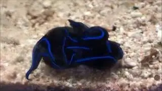 Mating Chelidonura