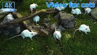Cat TV for Cats to Watch 😺 Mice Searching for Food Among Stones and Roots | 3.5H Nature in 4K UHD