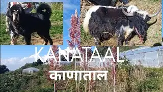 Kanatal Trek | Exploring Uttarakhand | Altitude Trekker Best home stay |Kanataal | Pacific Kanataal