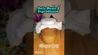 Ginger Bug || Making Ginger Bug with Only 3 Basic Ingredients || Homemade Probiotic Soda || #shorts