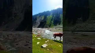 Allai Battagram