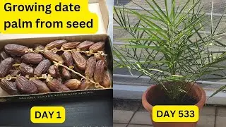 Planted a palm tree and filmed for two years..!