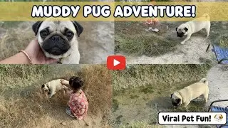 Muddy pug adventure || viral video || #trending #funny #comedy #pets #dogsbreed #dogs #viralvideo #y