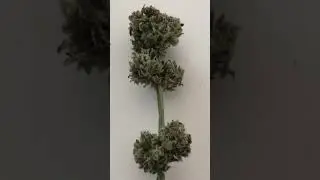 Red gorilla girl xl auto высохла и готова к пролечке в винном холодильнике при температуре 15гр