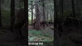 Roosevelt Elk! #elk #wildlife #outdoors #canada #vancouverisland #hunting #hunt #vancouverisland #bc