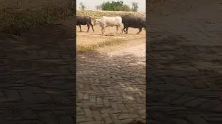 Please watch long pets videos and support👉@pettales.official#pettales #cow #buffalo #shorts #yt