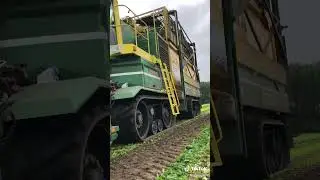 Spinazie oogsten