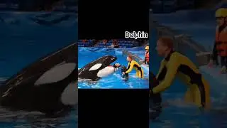 dolphin machhali Apne Hi Malik ko kha Gaya #trending mis u viral video jyada aadami se dekhe share