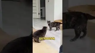 Почему ваша кошка умирает молодой (Эта ОДНА ошибка приводит к смерти 90% домашних кошек)