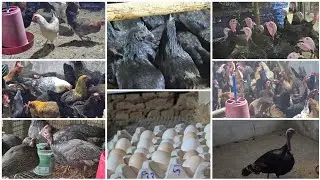DESI SONALI EGG 🥚 LAYING HEN KADAKNATH TURKEY BIRD 🦃 GUINEA FOWEL DESI EGG AVAILABLE CONT:7993776631