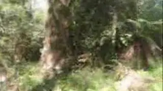 Hiking along the Sassafras Creek Gully, Monbulk