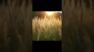 Summer Meadow Peace | Minute of Calm #RelaxingMusic #MeadowVibes #MeditationMusic #AmbientMusic