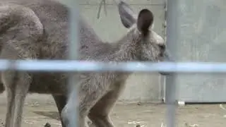 2024.10.11カンガルー・ボクシング祭典