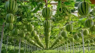 This Watermelon Costs More Than a Car ! Japanese Black Watermelon Cultivation