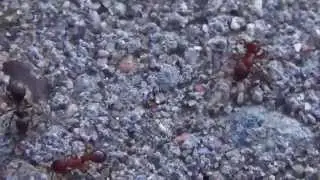 Lasius niger and Myrmica sp.